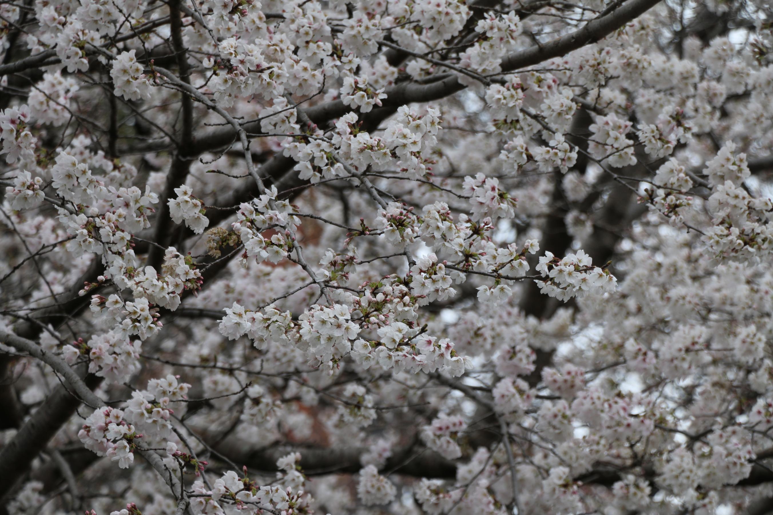 IMG_7530 IMG_7530