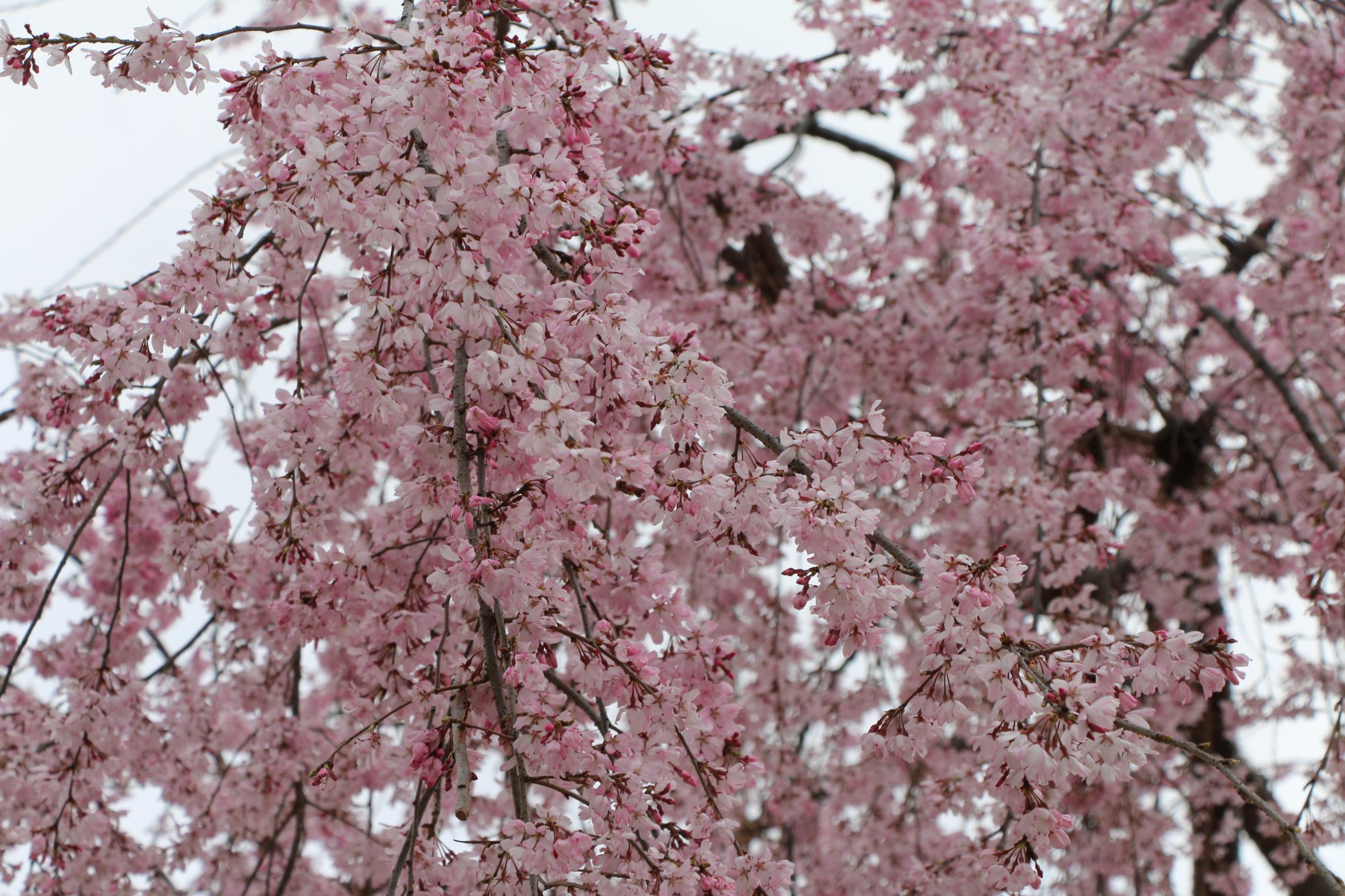 IMG_7588 IMG_7588