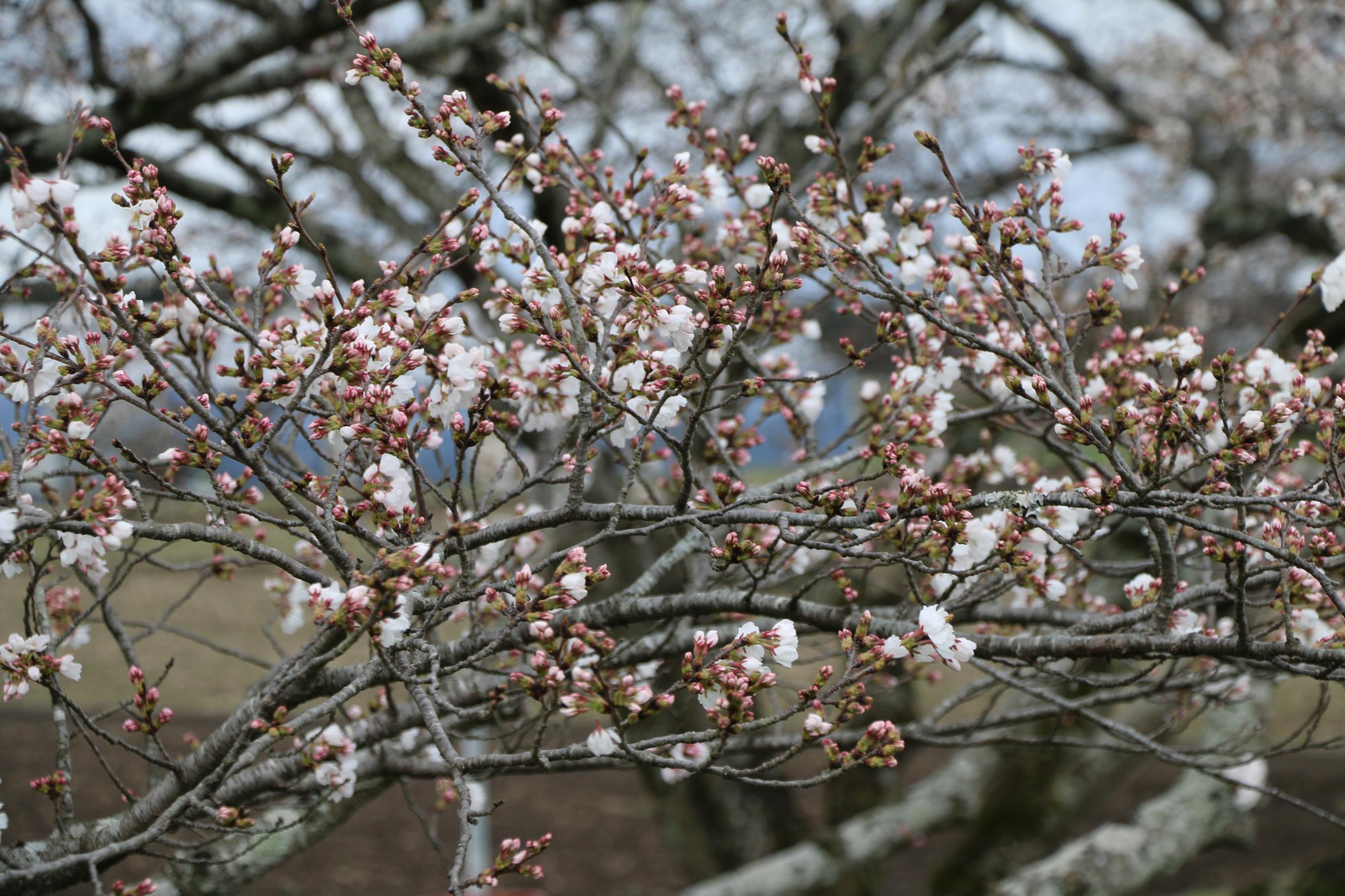 IMG_7555 IMG_7555