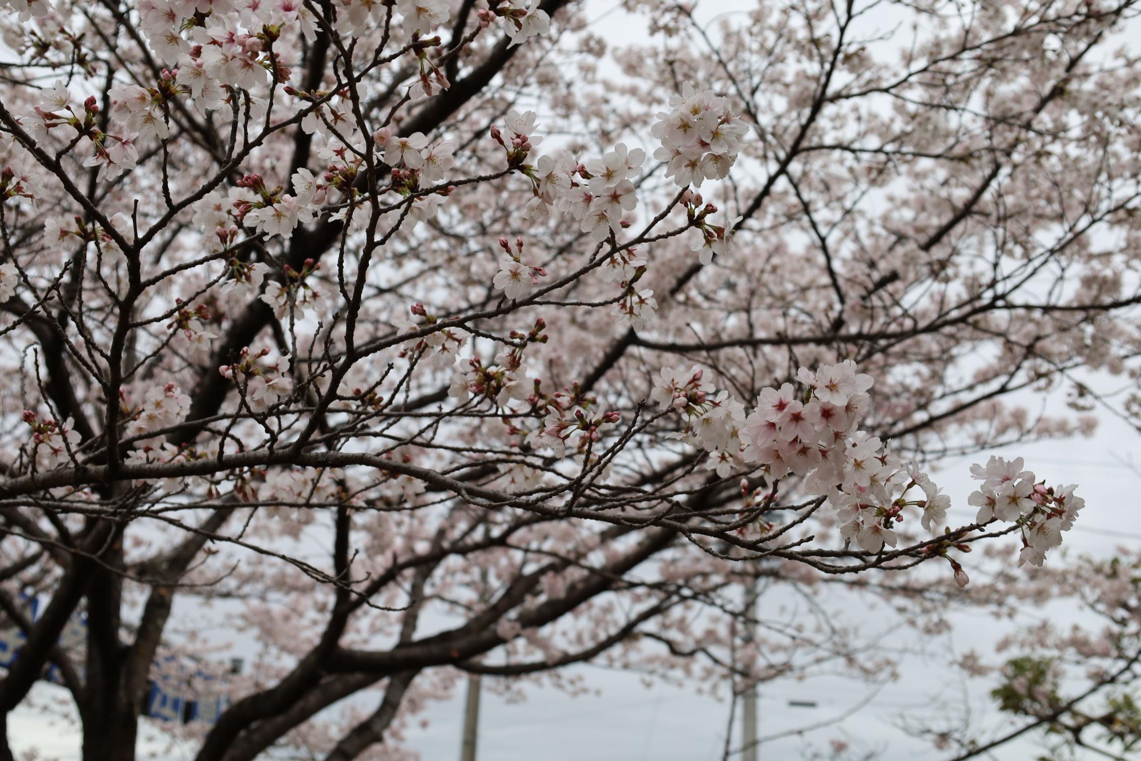 *桜* 満開のサクラ🌸🌸 #富岡町 #夜の森桜まつり2026