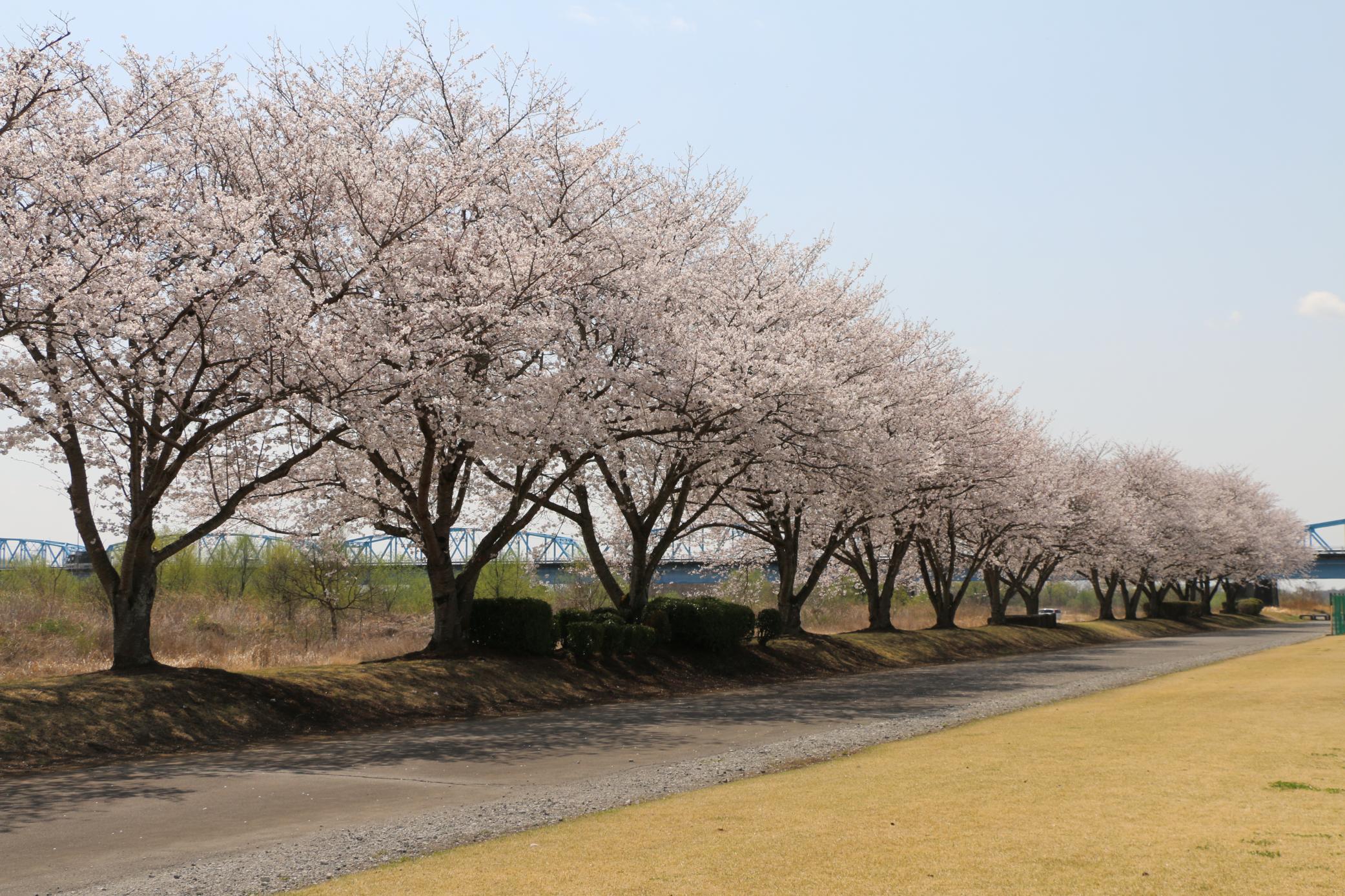 令和7(2025)年桜